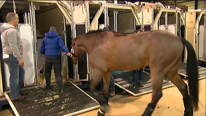 ECS meer aandacht voor paardenvervoer Schiphol | NT
