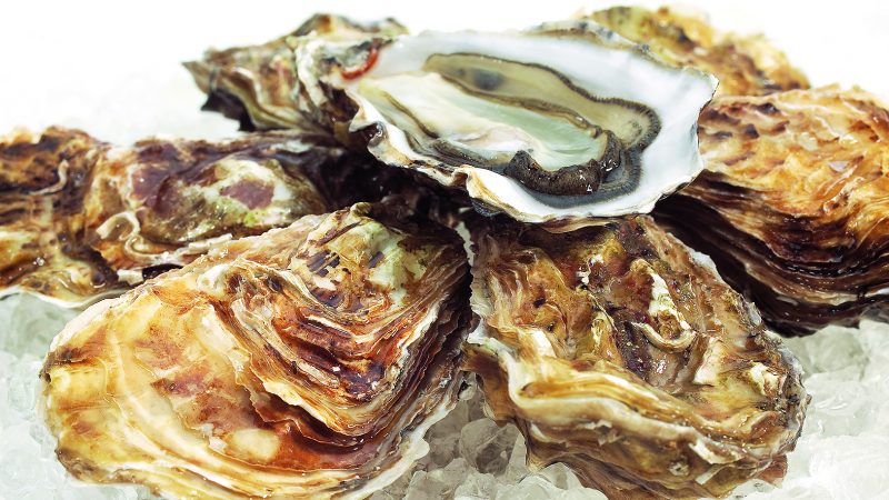 Platte oester